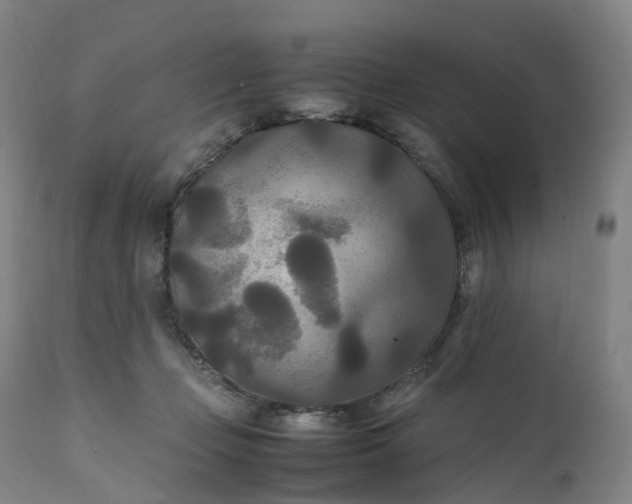 X0000111210365200907151443