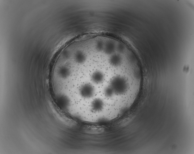 X0000111210443200907151441