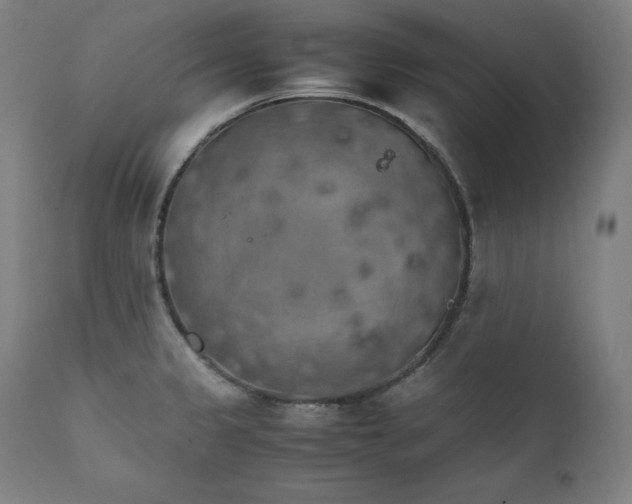 X0000111211333200907151429