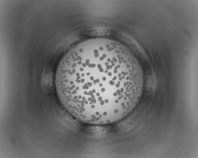 X0000111210326200907221156