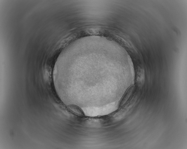 X0000111210332200907221156