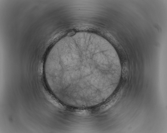 X0000111210454200907221154