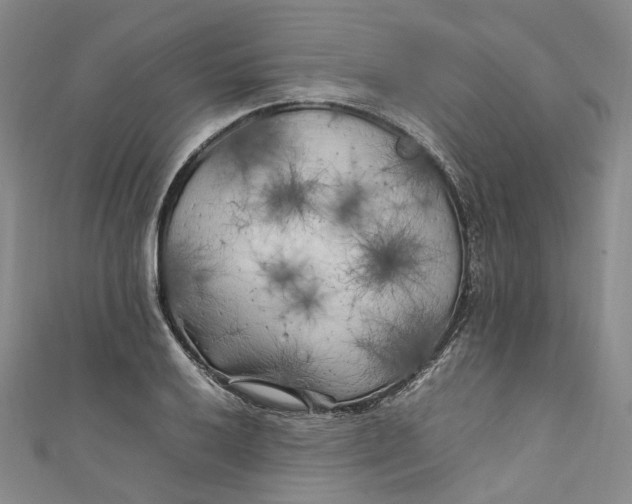 X0000111211032200907221147