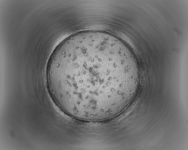 X0000111211087200907221146