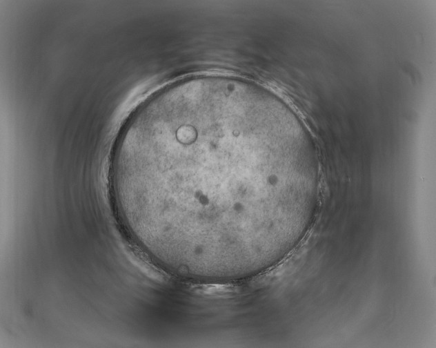 X0000111210151200907291258