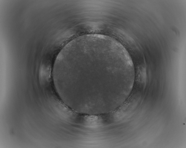 X0000111210230200907291258