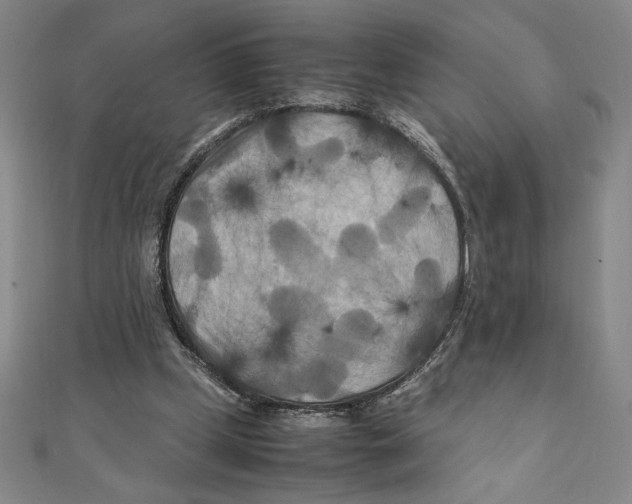 X0000111210249200907291257