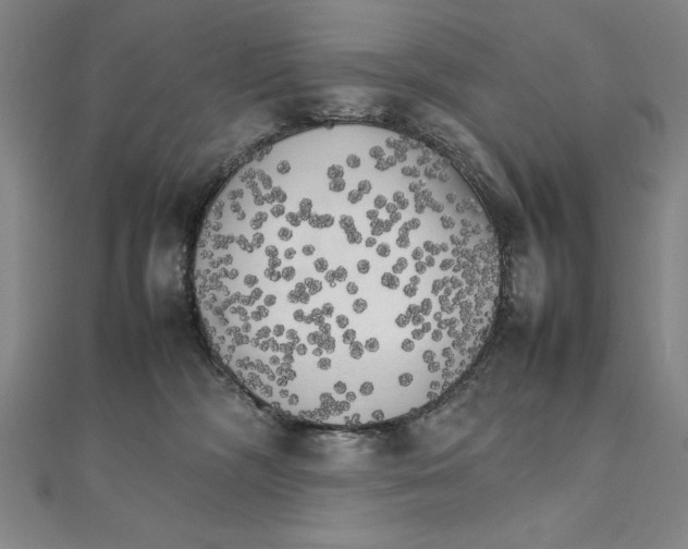 X0000111210326200907291257