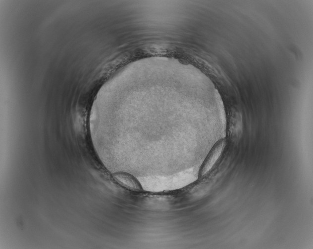 X0000111210332200907291256