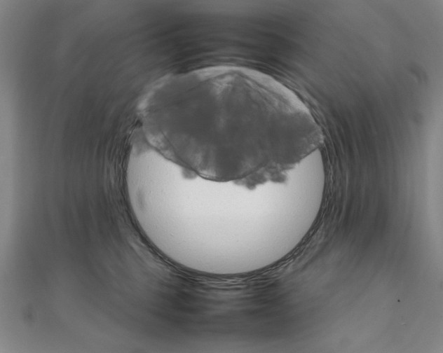 X0000111210375200907291256