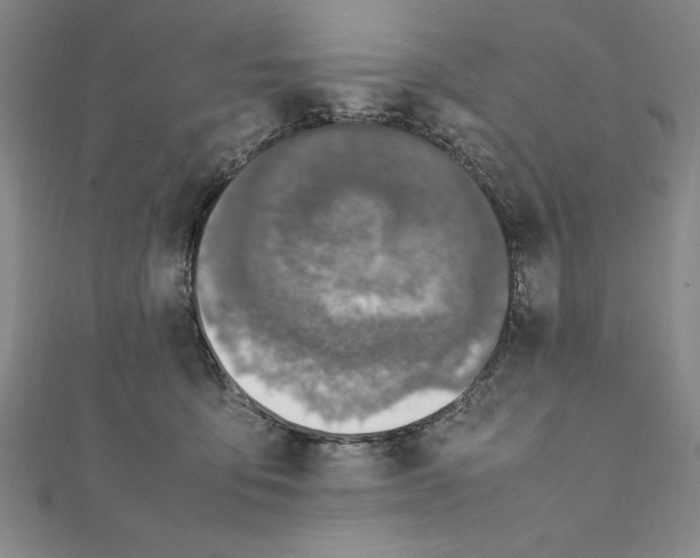 X0000111210419200907291255