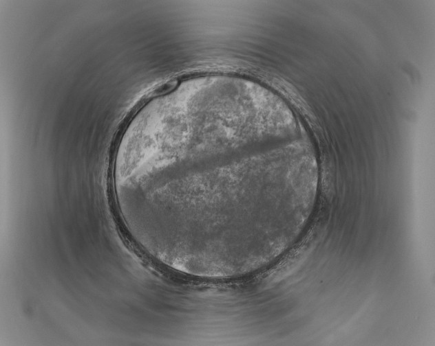 X0000111210434200907291255