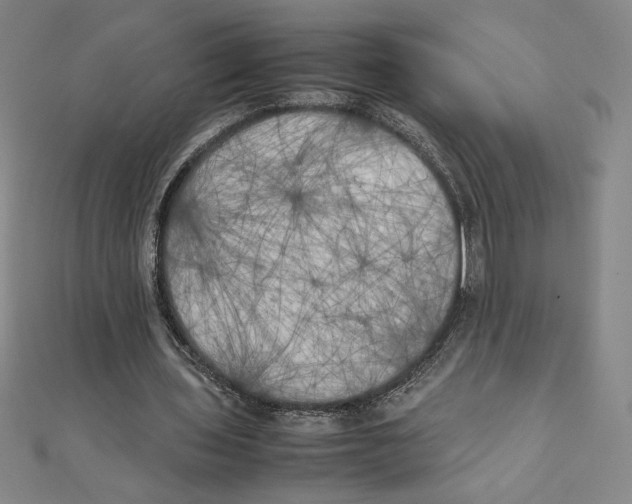 X0000111210435200907291255