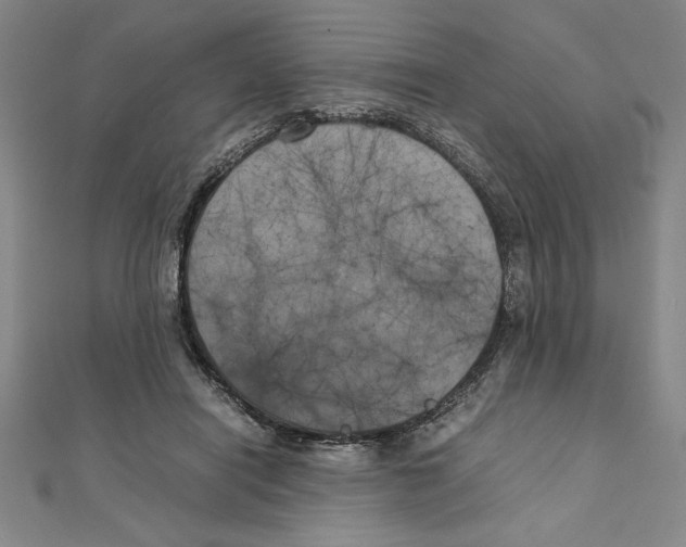 X0000111210454200907291255