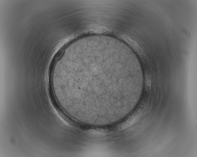 X0000111210630200907291252