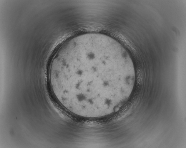 X0000111210634200907291252