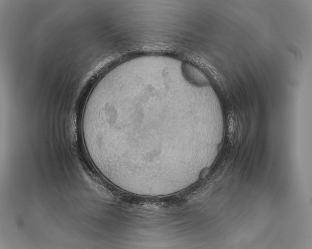 X0000111210684200907291252