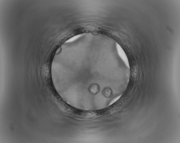 X0000111210715200907291251