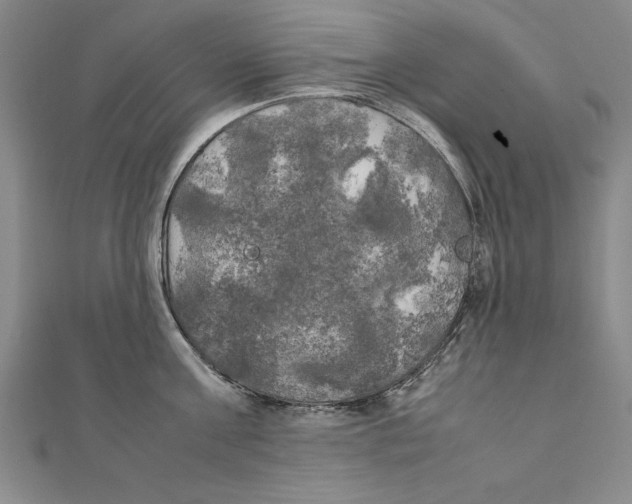 X0000111210811200907291250