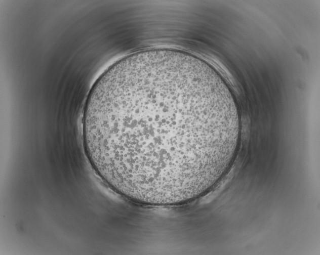 X0000111210814200907291250