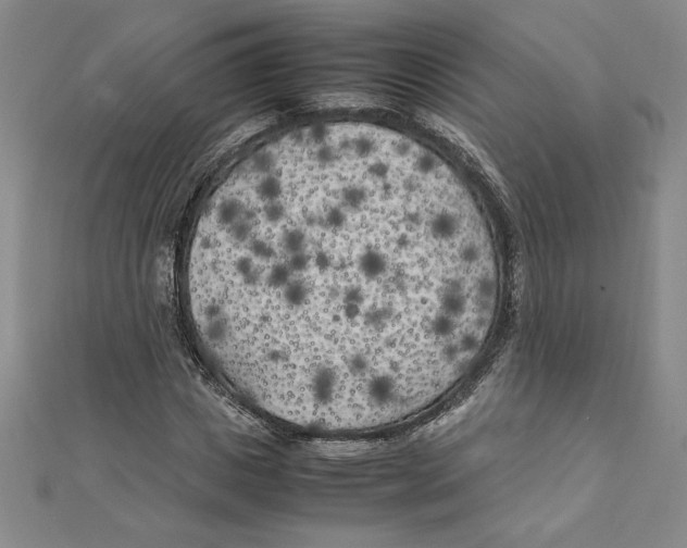 X0000111210825200907291249