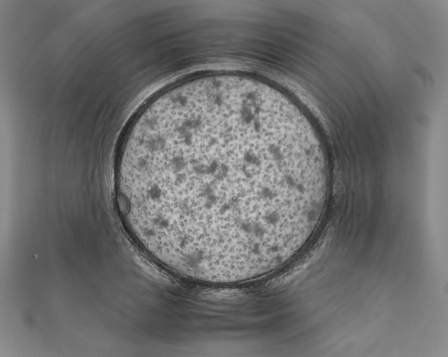 X0000111210837200907291250