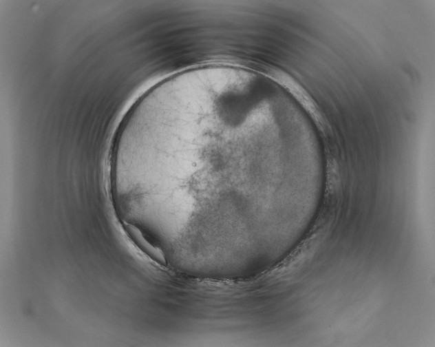 X0000111210955200907291248