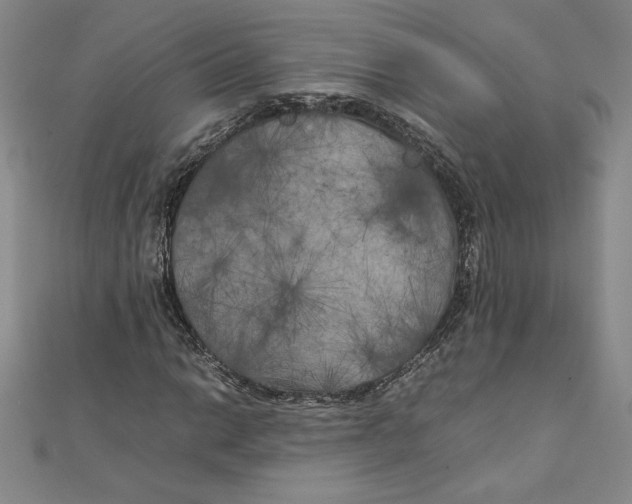 X0000111211014200907291247