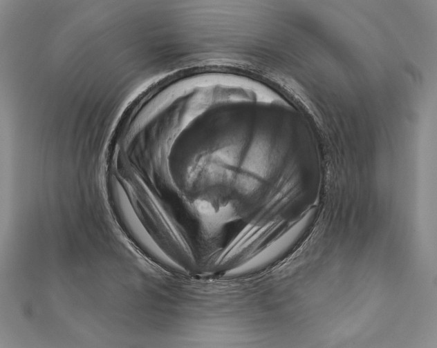 X0000111211024200907291247