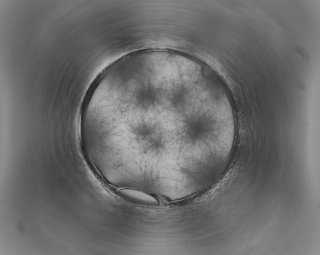 X0000111211032200907291247