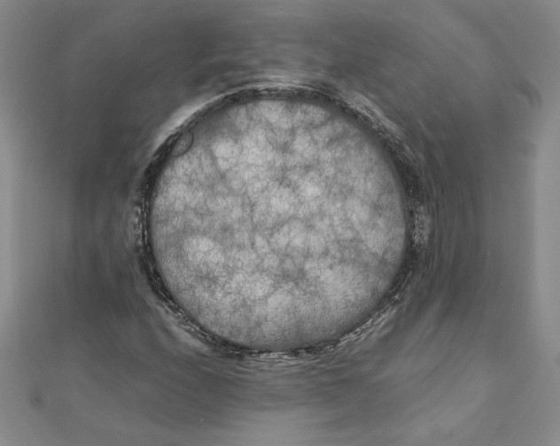 X0000111211208200907291244