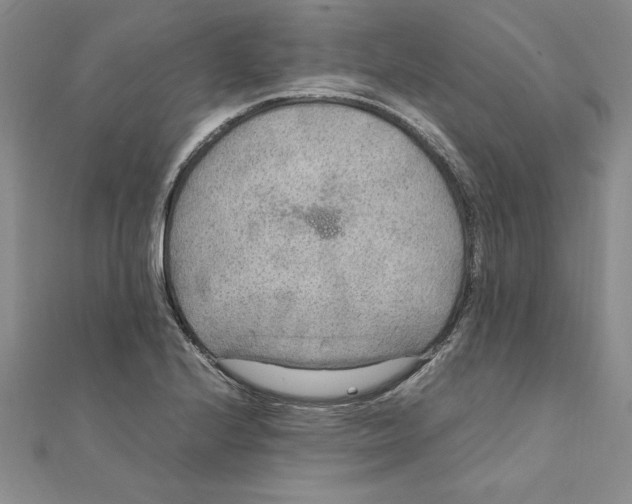 X0000111211224200907291244