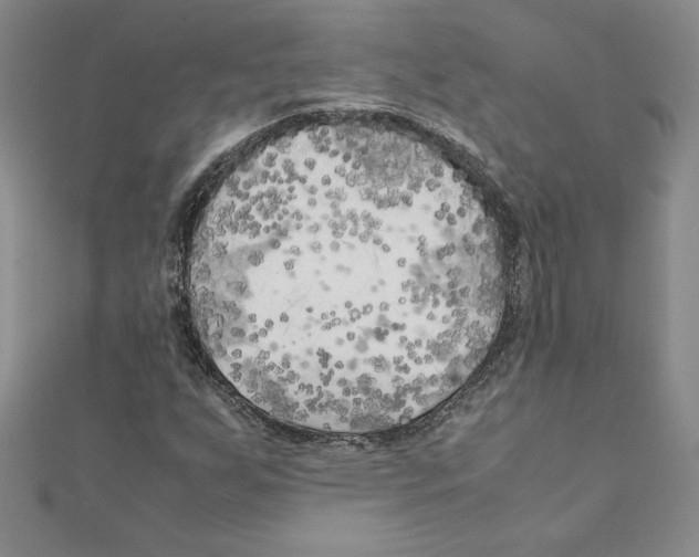 X0000111211255200907291244