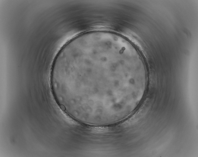 X0000111211333200907291243