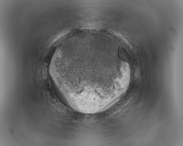 X0000111211350200907291242