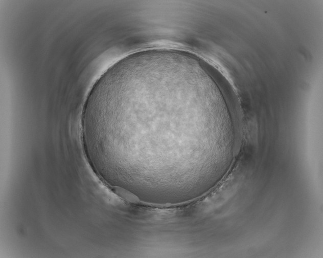 X0000111211381200907291242