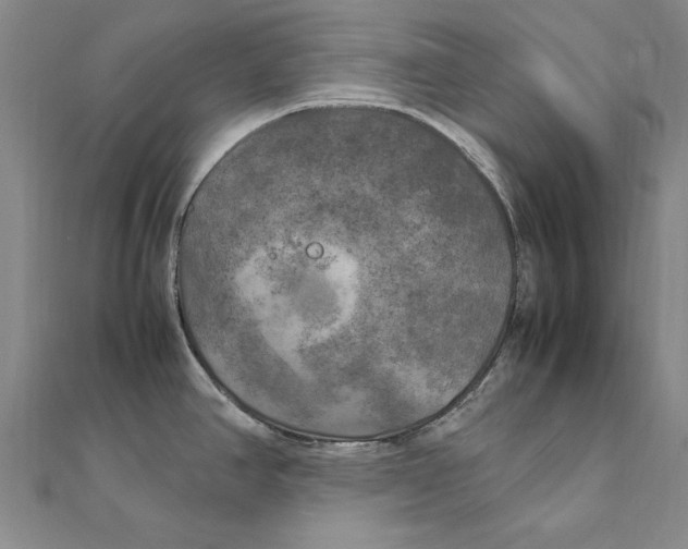 X0000111211390200907291242