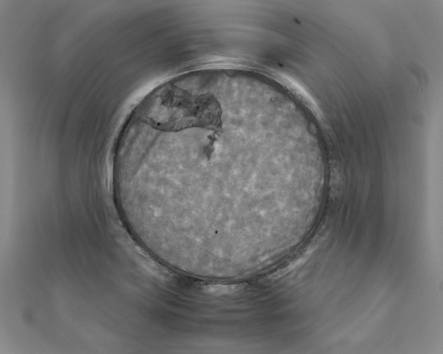 X0000111211419200907291242