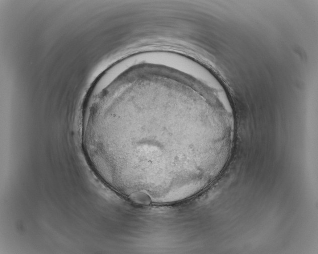 X0000111211522200907291241