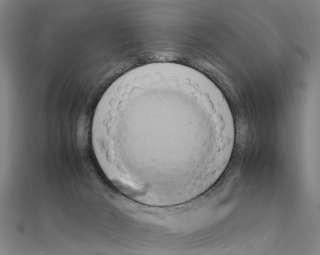 X0000111210030200908121142