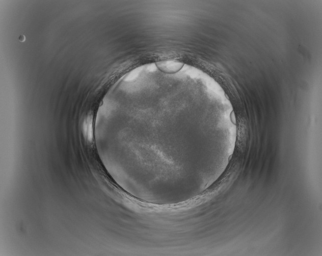 X0000111210046200908121142