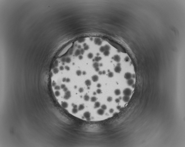 X0000111210063200908121141