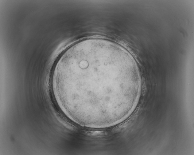 X0000111210151200908121140