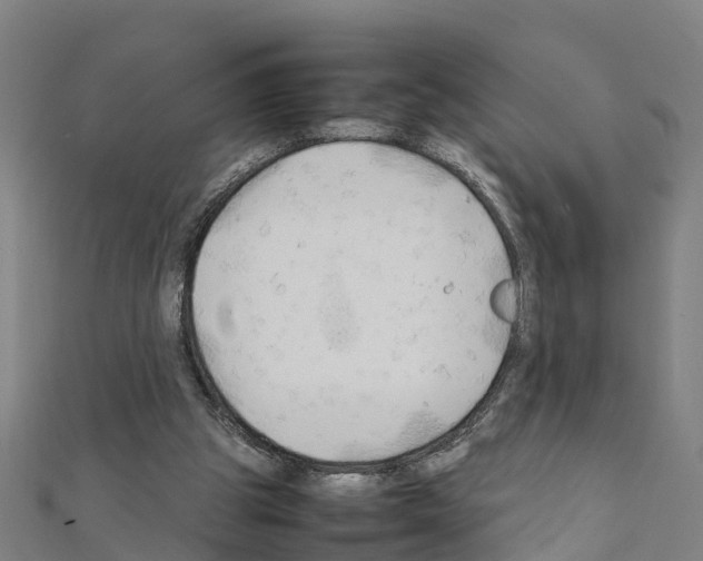 X0000111210153200908121140