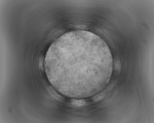 X0000111210185200908121140