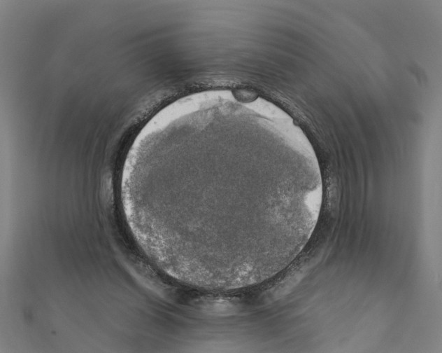 X0000111210254200908121139