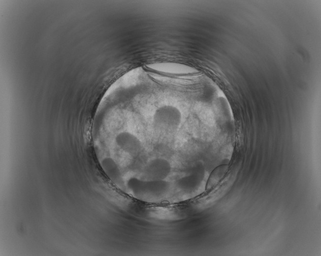 X0000111210285200908121139