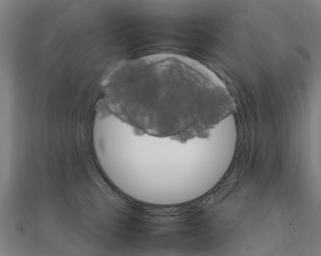 X0000111210375200908121138