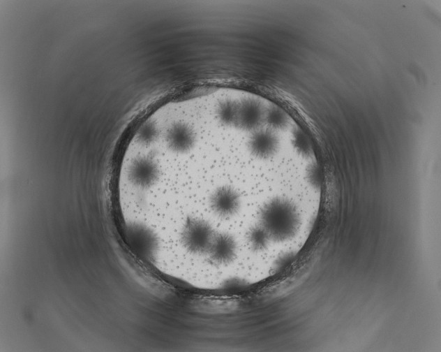 X0000111210443200908121136