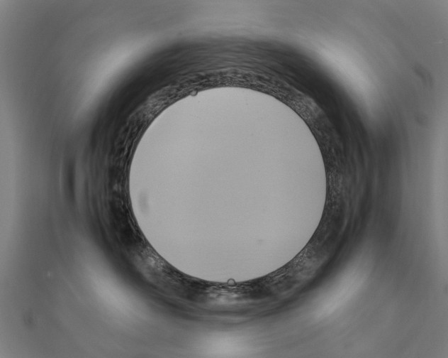 X0000111210526200908121135